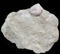 Blastoid (Pentremites) Fossil - Illinois #45030-1